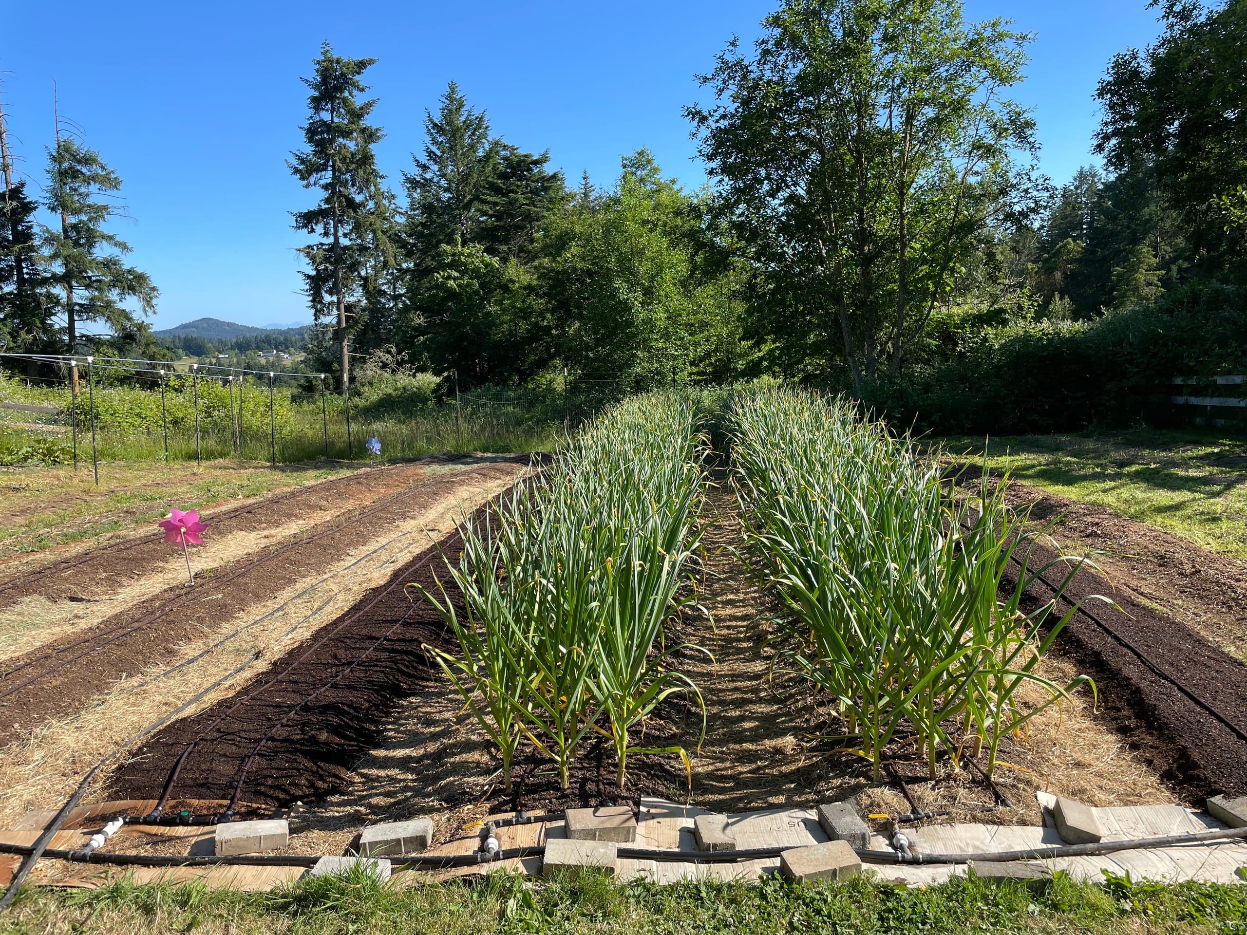 Looking Back at 2025's Garlic Season
