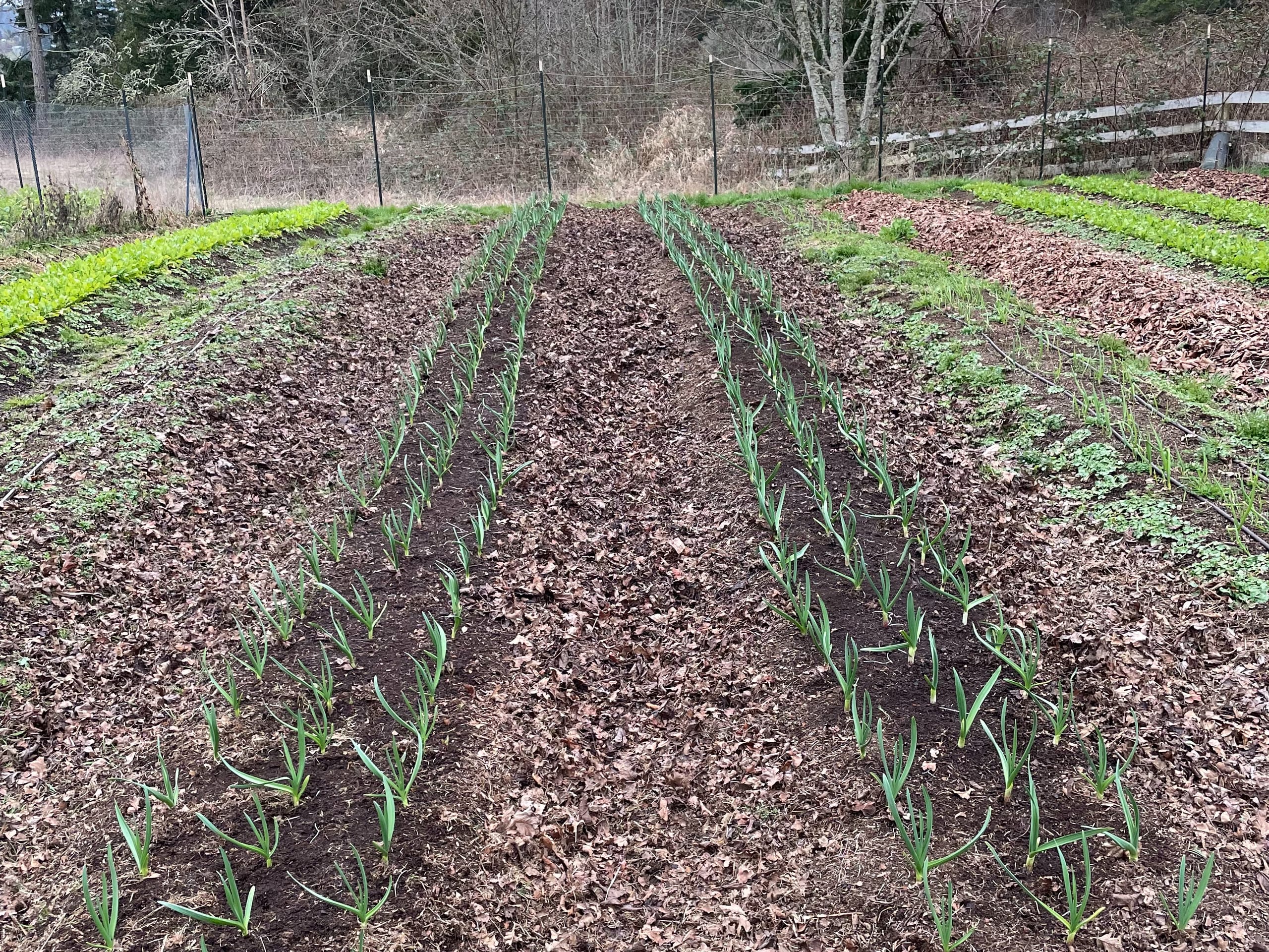 Young Red Russian garlic plants with green shoots growing in neat rows through leaf mulch in early spring.