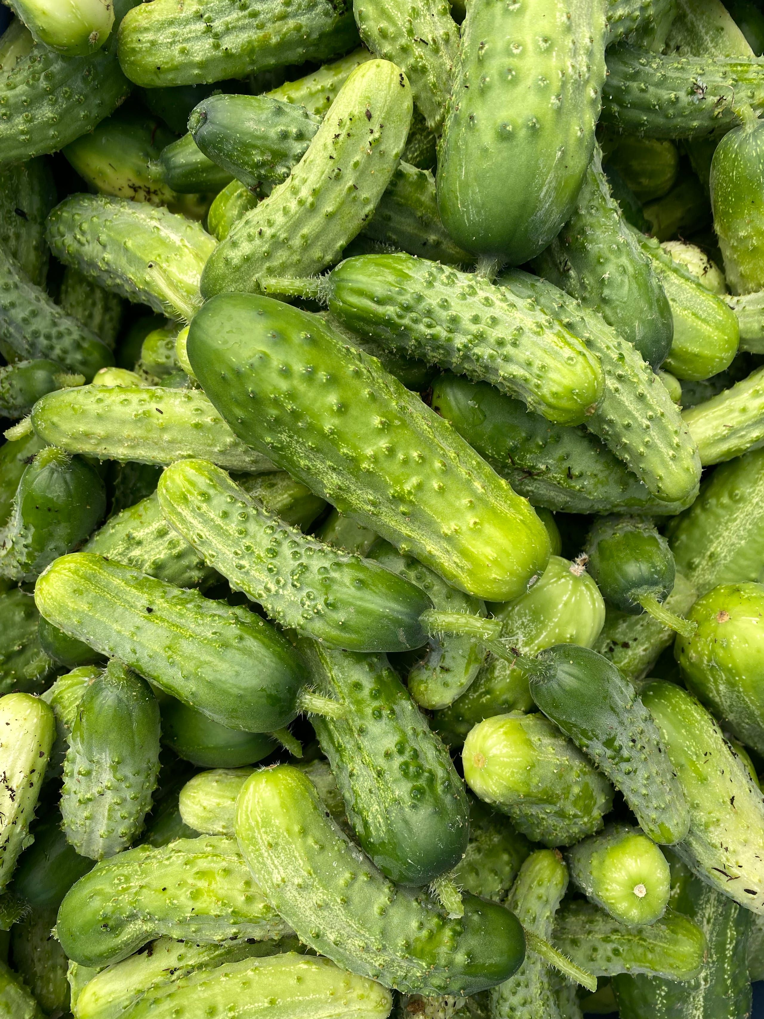 A close up of pickling cucumbers ready for sale.