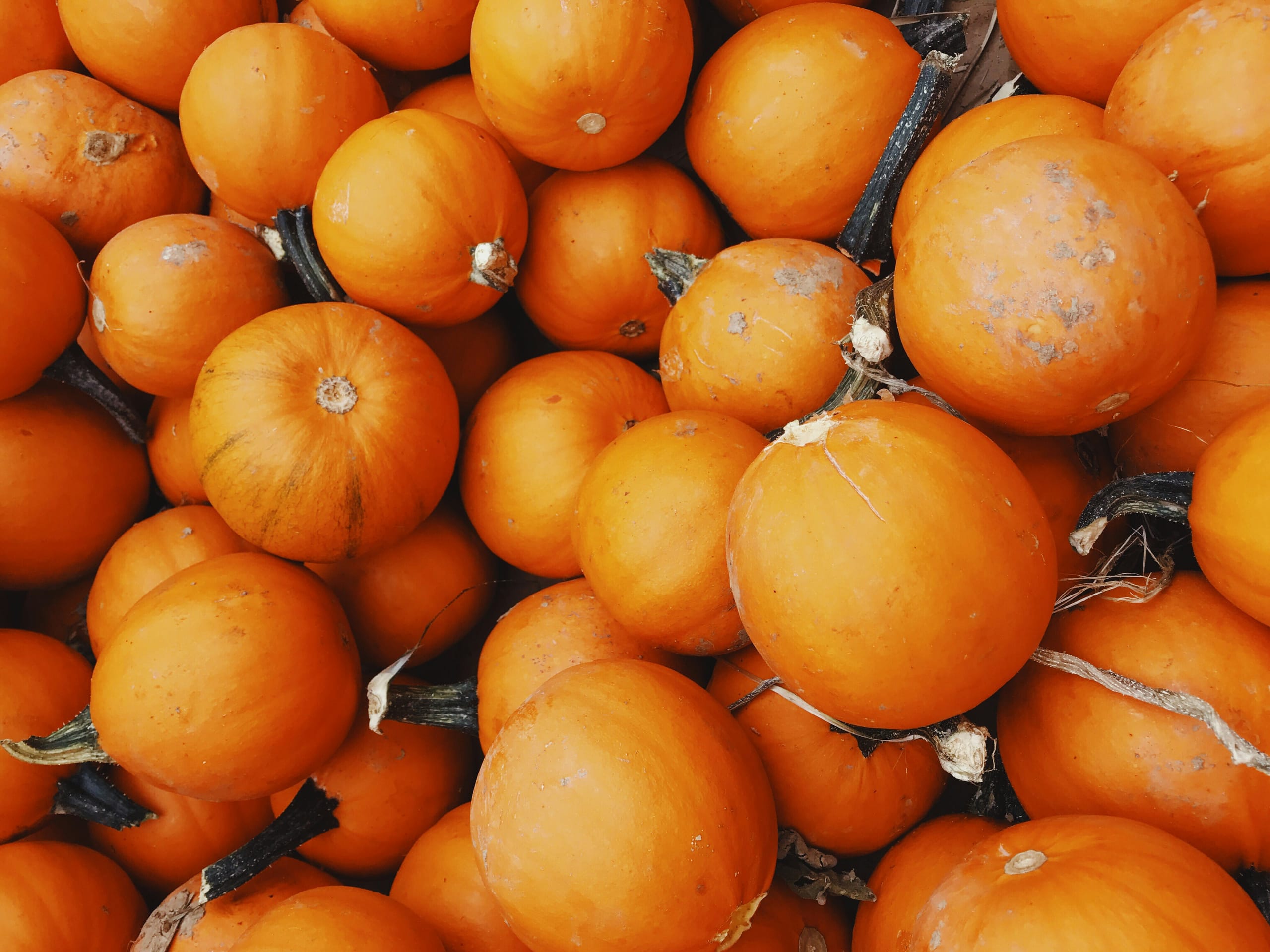 Dozens of freshly harvested pumpkins piled together, showing their round shape, deep orange skin, and dark dried stems.