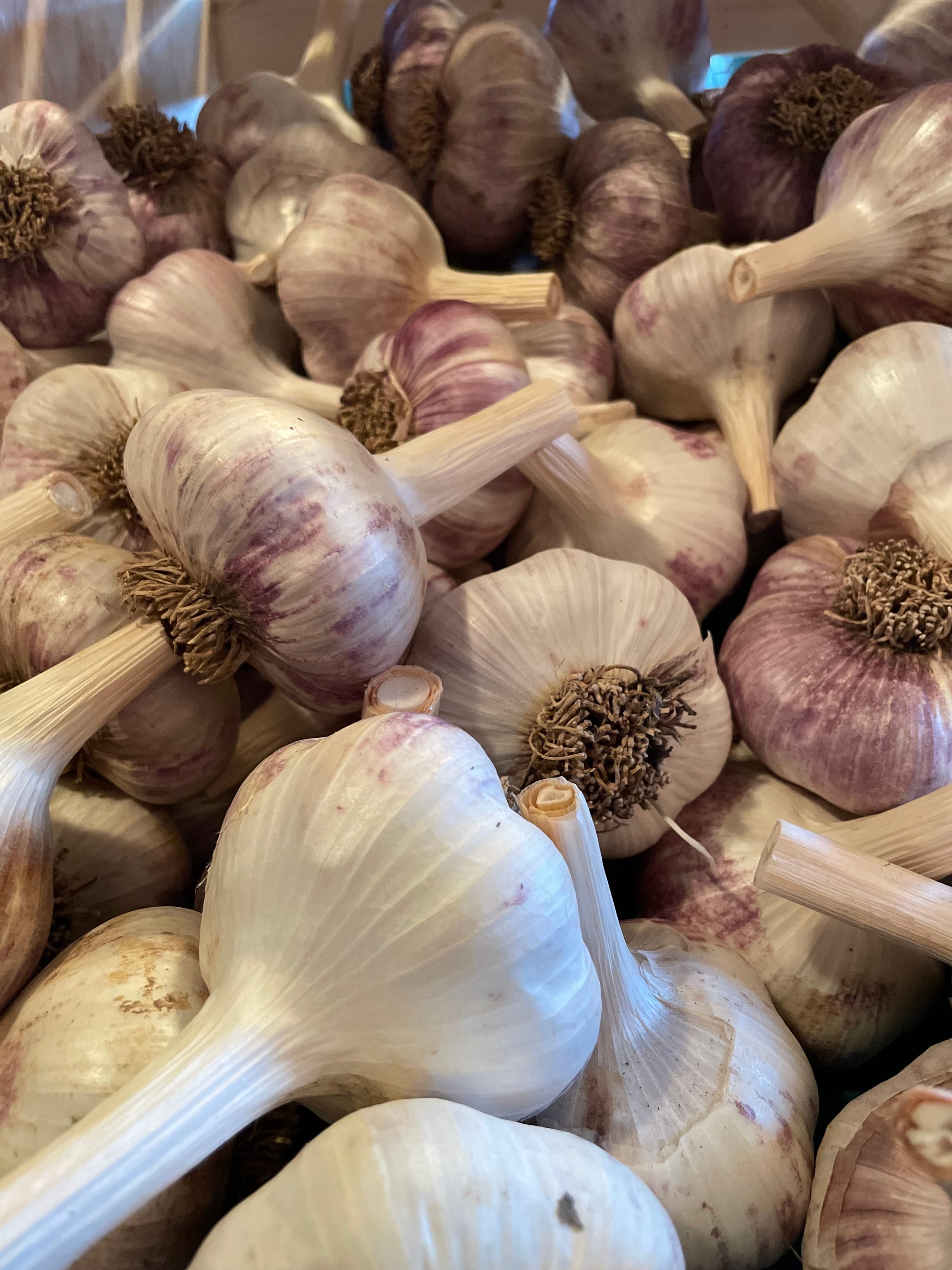 A close-up of freshly harvested Red Russian garlic bulbs with purple-streaked white skin