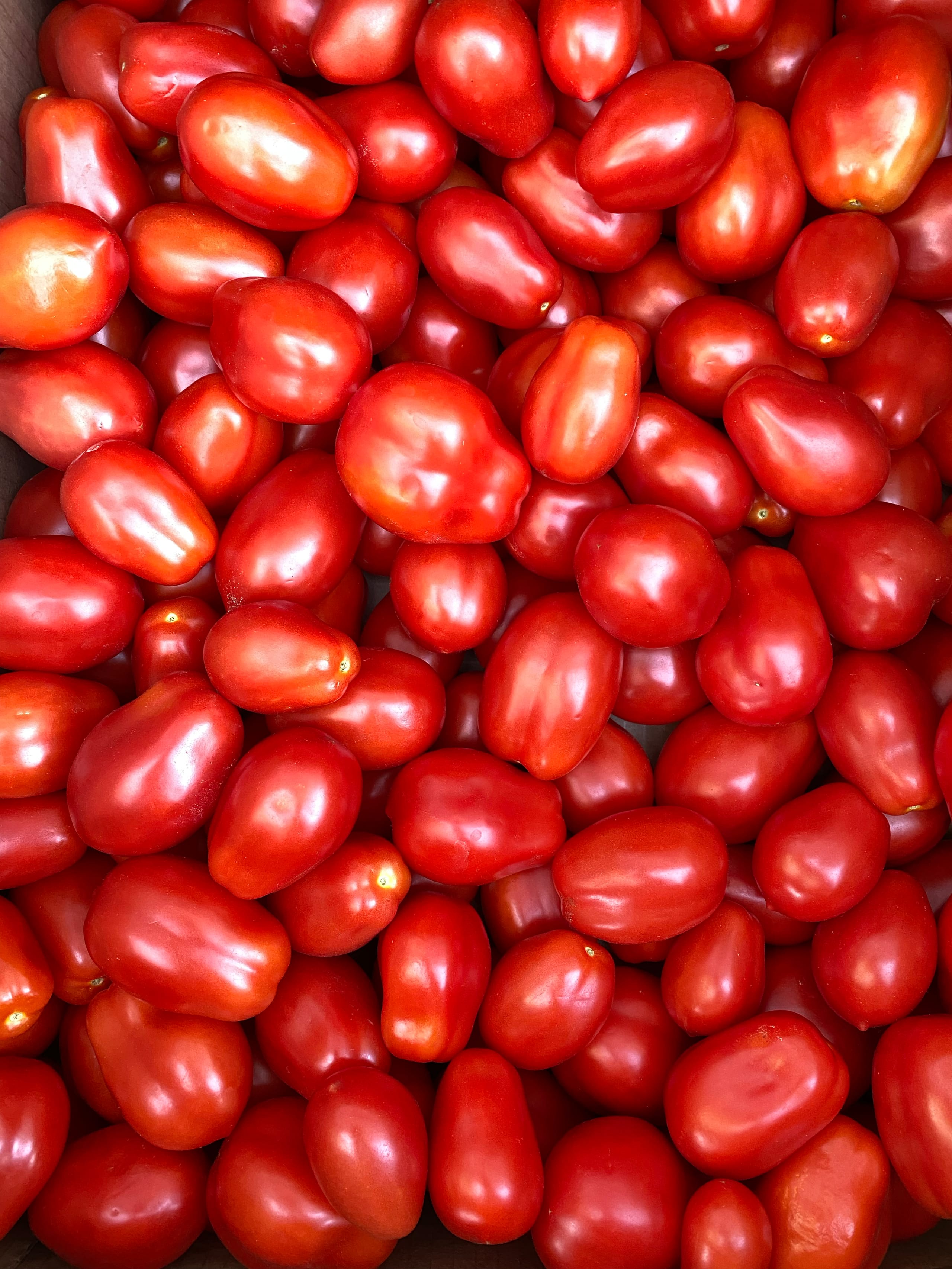 Dozens of freshly harvested Roma tomatoes piled together, showing their smooth glossy skin and deep red colour