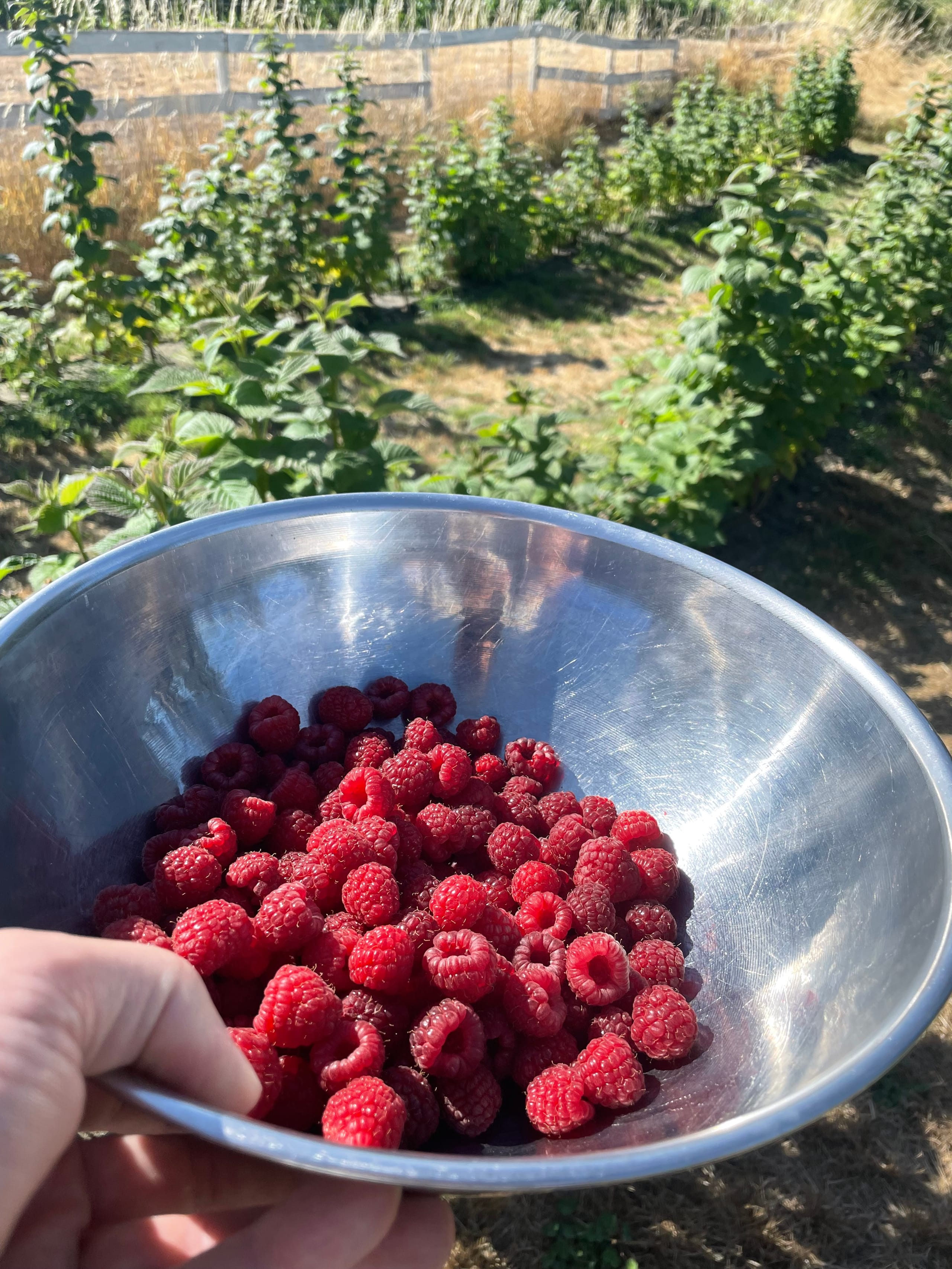 A hand holding a stainless steel bowl of freshly picked Tulameen raspberries with raspberry canes growing in the farm field behind at Valley View Farm in Saanichton, BC.