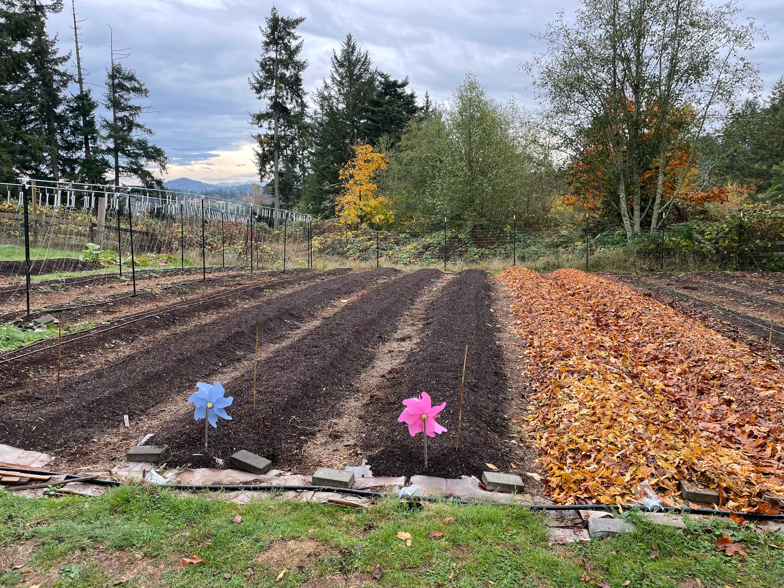 Three garlic beds with exposed dark compost and two garlic beds covered with golden autumn leaf mulch and colourful pinwheels in the foreground and autumn trees in the background.