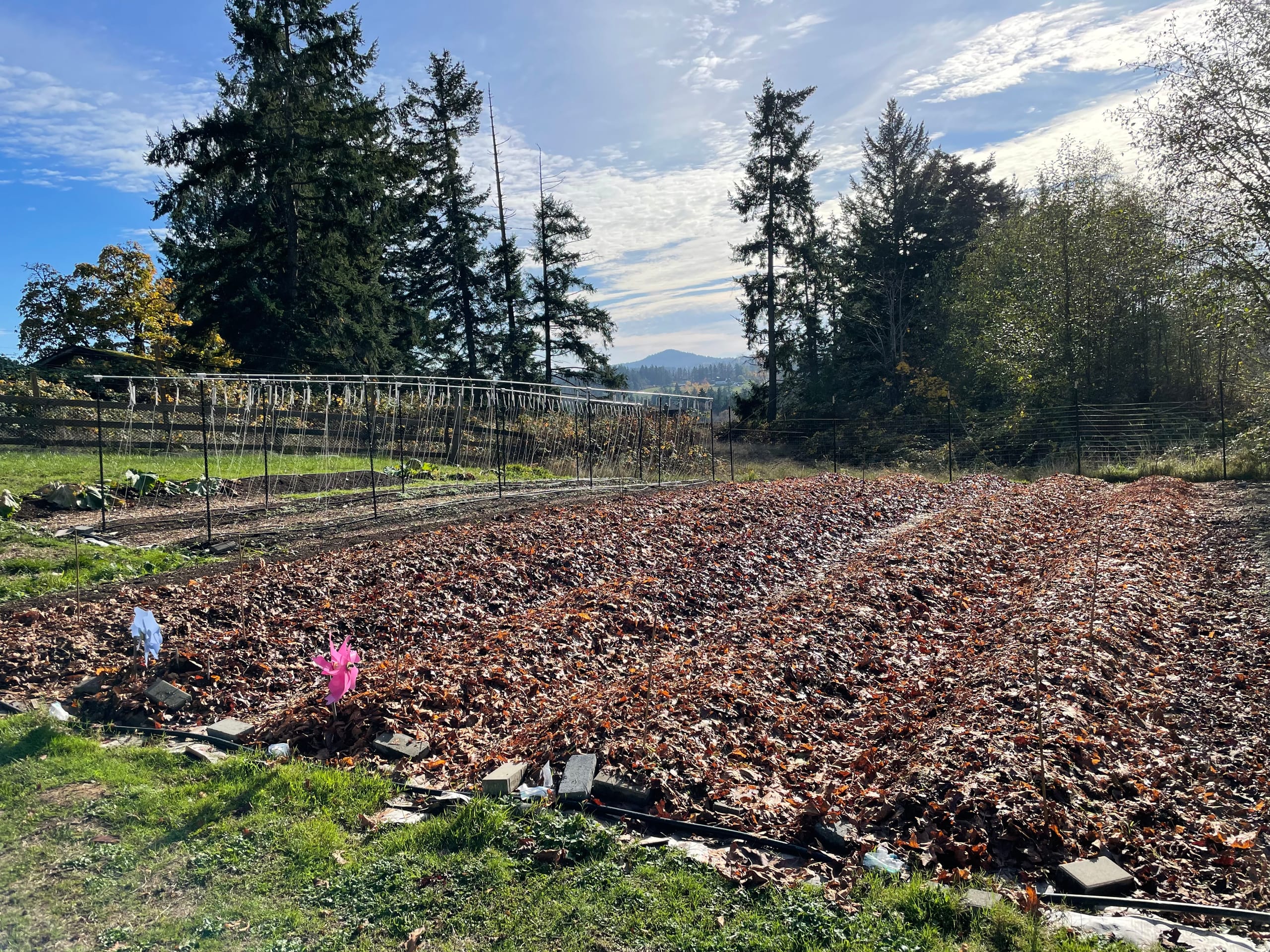Five garlic beds completely covered with a thick layer of brown autumn leaves, with trees and a blue sky with wispy clouds in the background.