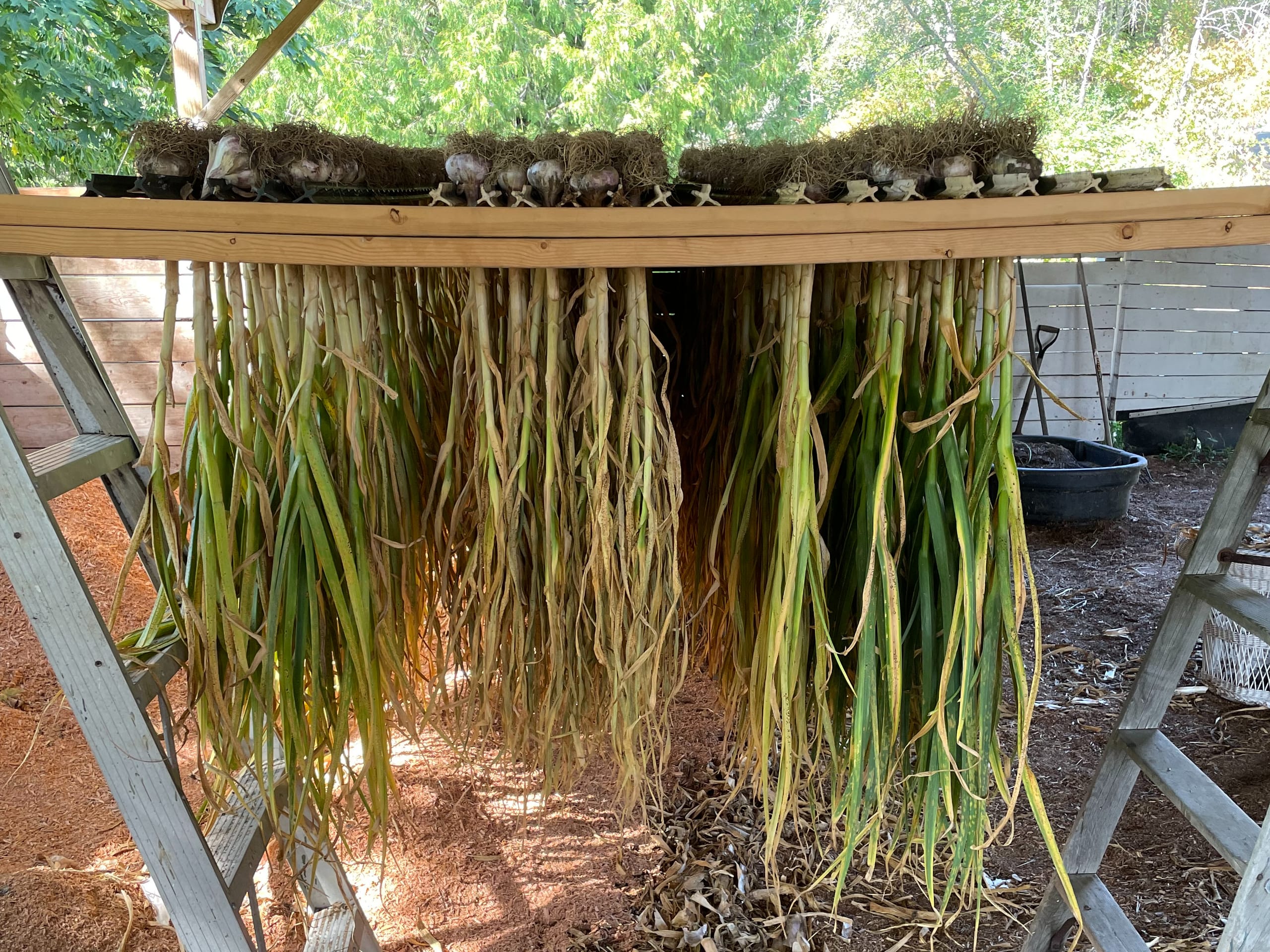 Rows of garlic bulbs hanging upside down from a makeshift rack to cure, with their stalks dangling below.