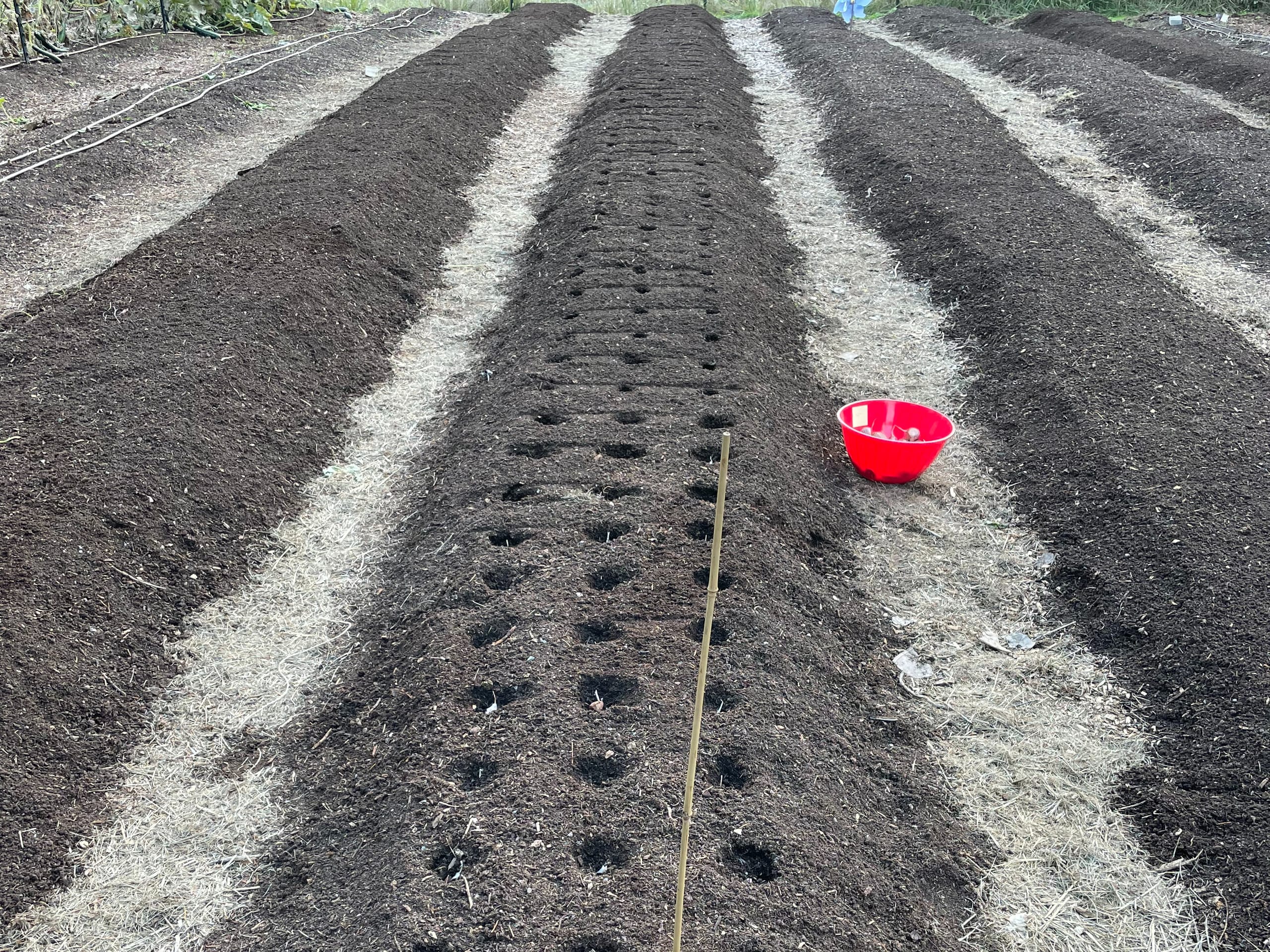 Close-up of garlic beds with rows of evenly spaced planting holes pressed into dark compost, a red bowl of garlic cloves and a wooden measuring stake sitting between the beds.
