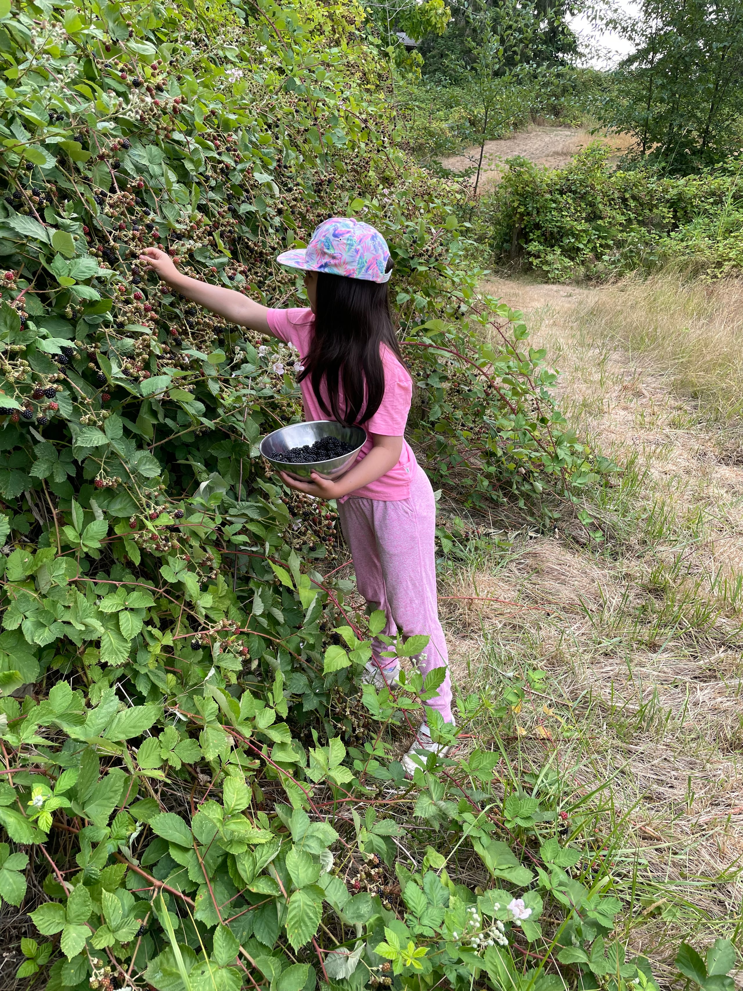 A girl dressed in pink picking Himalayan Blackberries into a bowl.