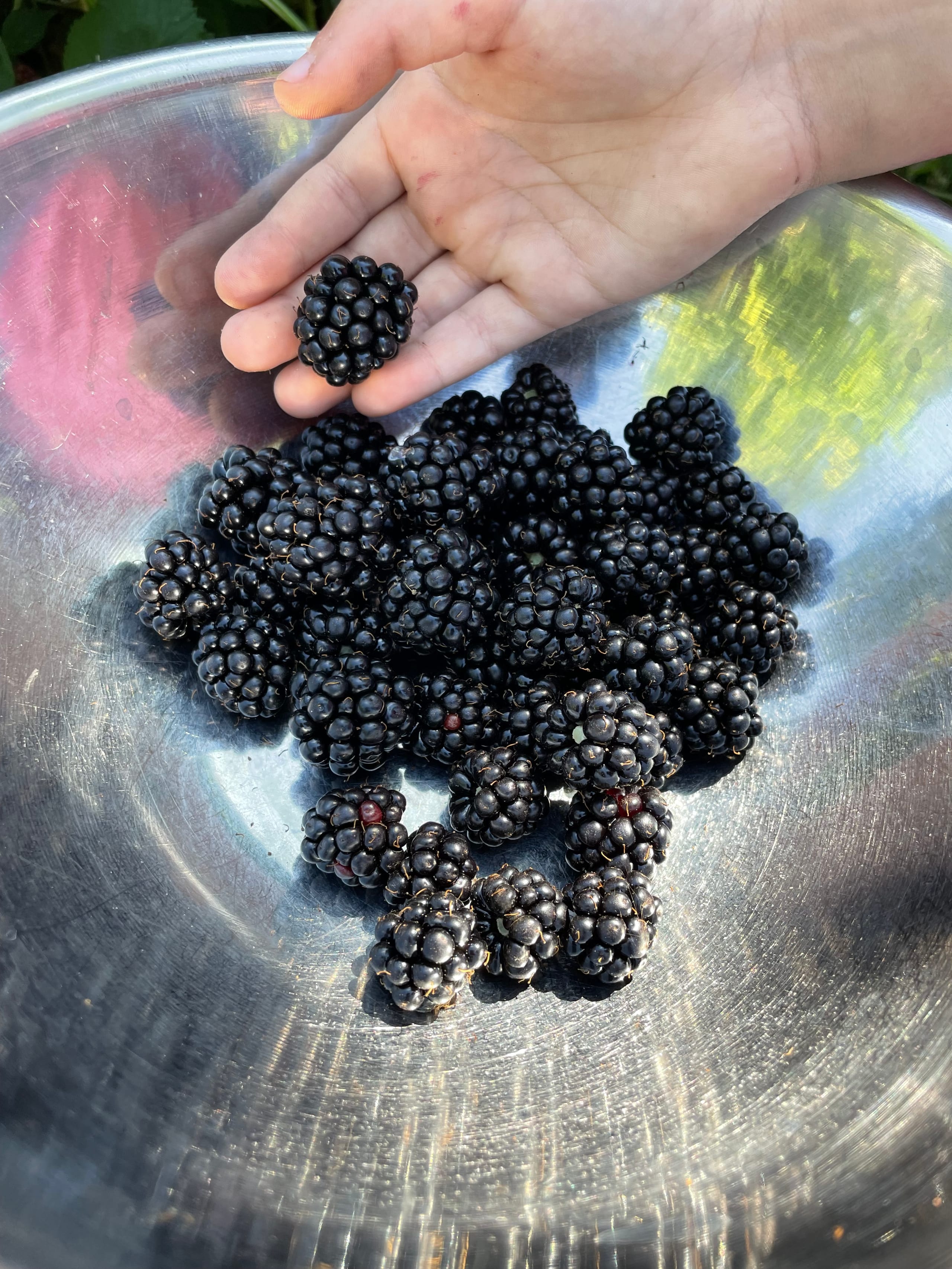 Freshly picked Himalayan Blackberries in a stainless steel bowl with a hand holding a berry.