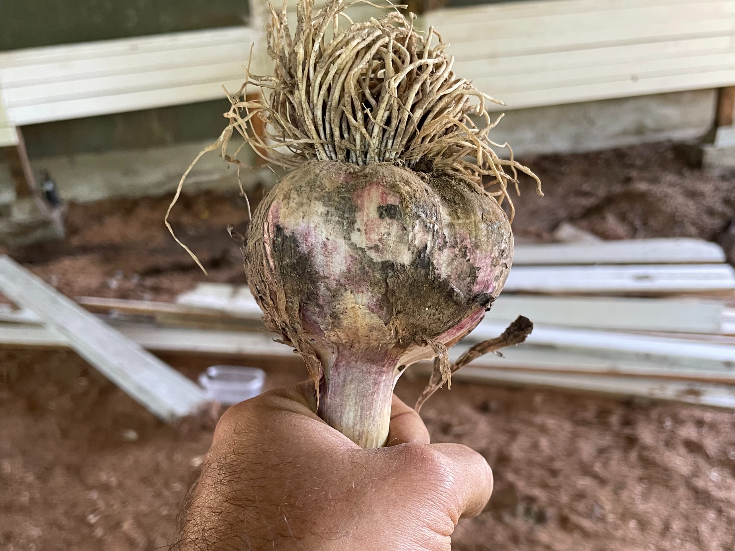A hand holding a large Red Russian garlic bulb with purple-streaked skin and dried roots still attached.