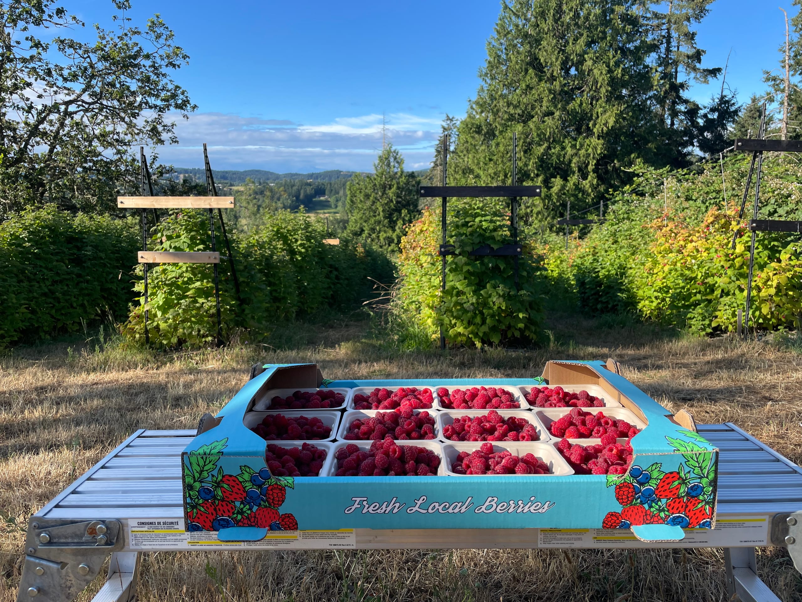 A flat of freshly picked Tulameen raspberries in baskets labelled "Fresh Local Berries" on a table, with the raspberry rows and valley behind.