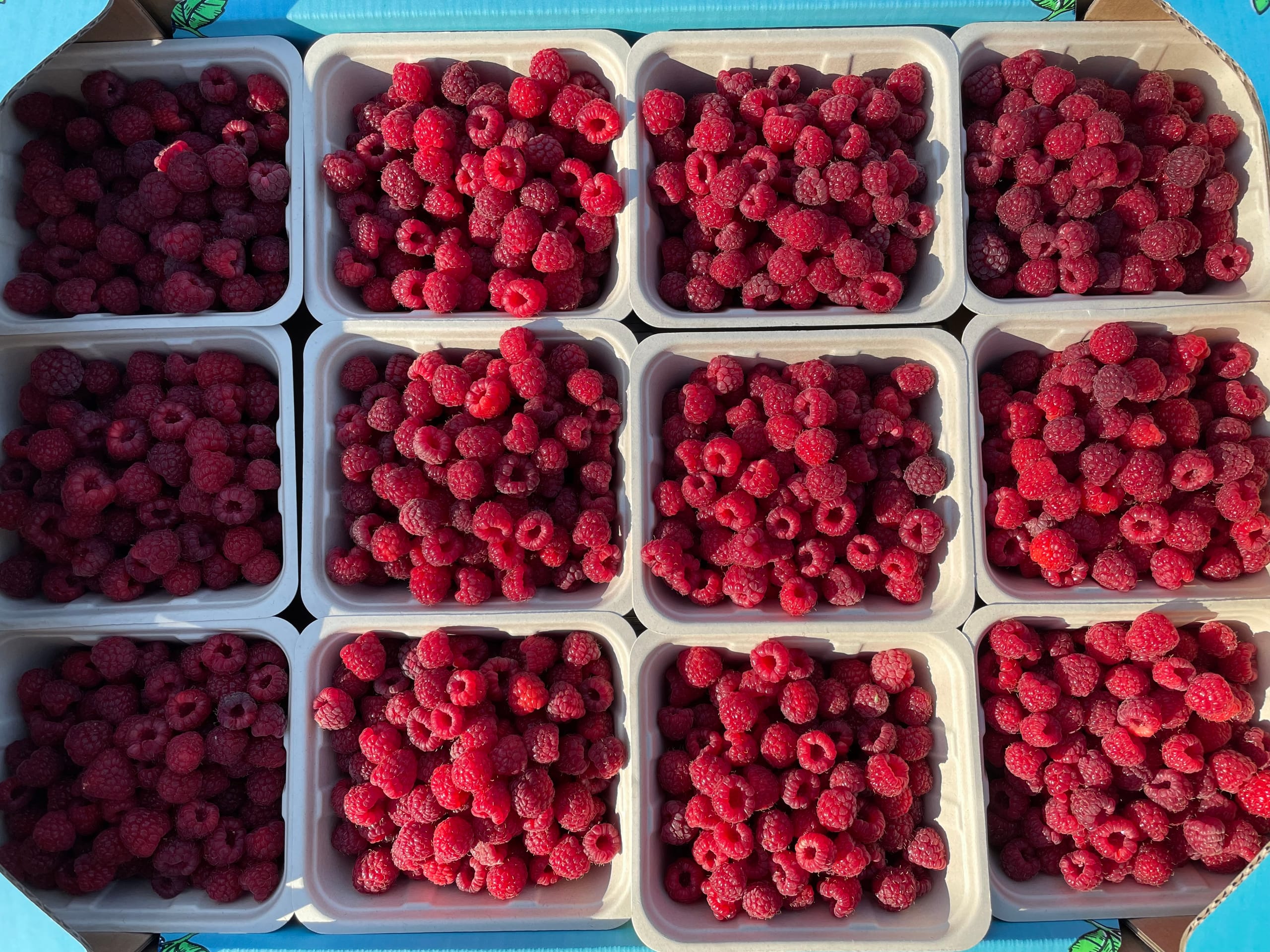 Overhead view of a flat of twelve baskets filled with freshly picked, bright red Tulameen raspberries.