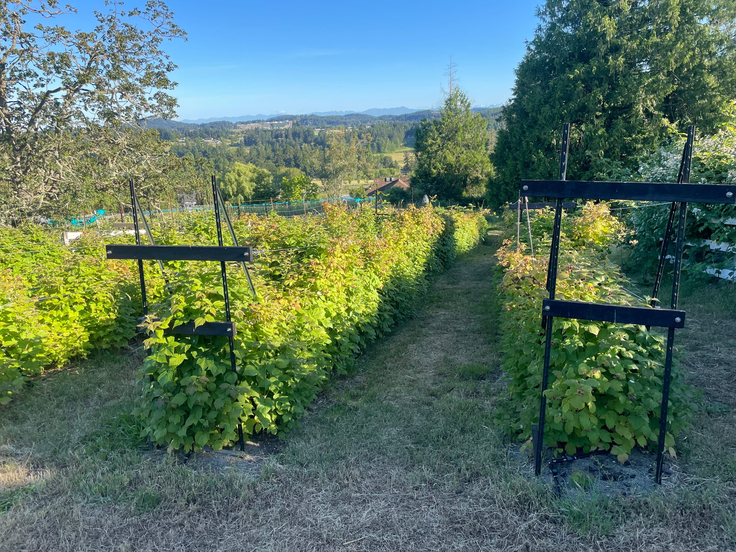 Rows of trellised raspberry canes ripening on a sunny south-facing slope overlooking the valley.