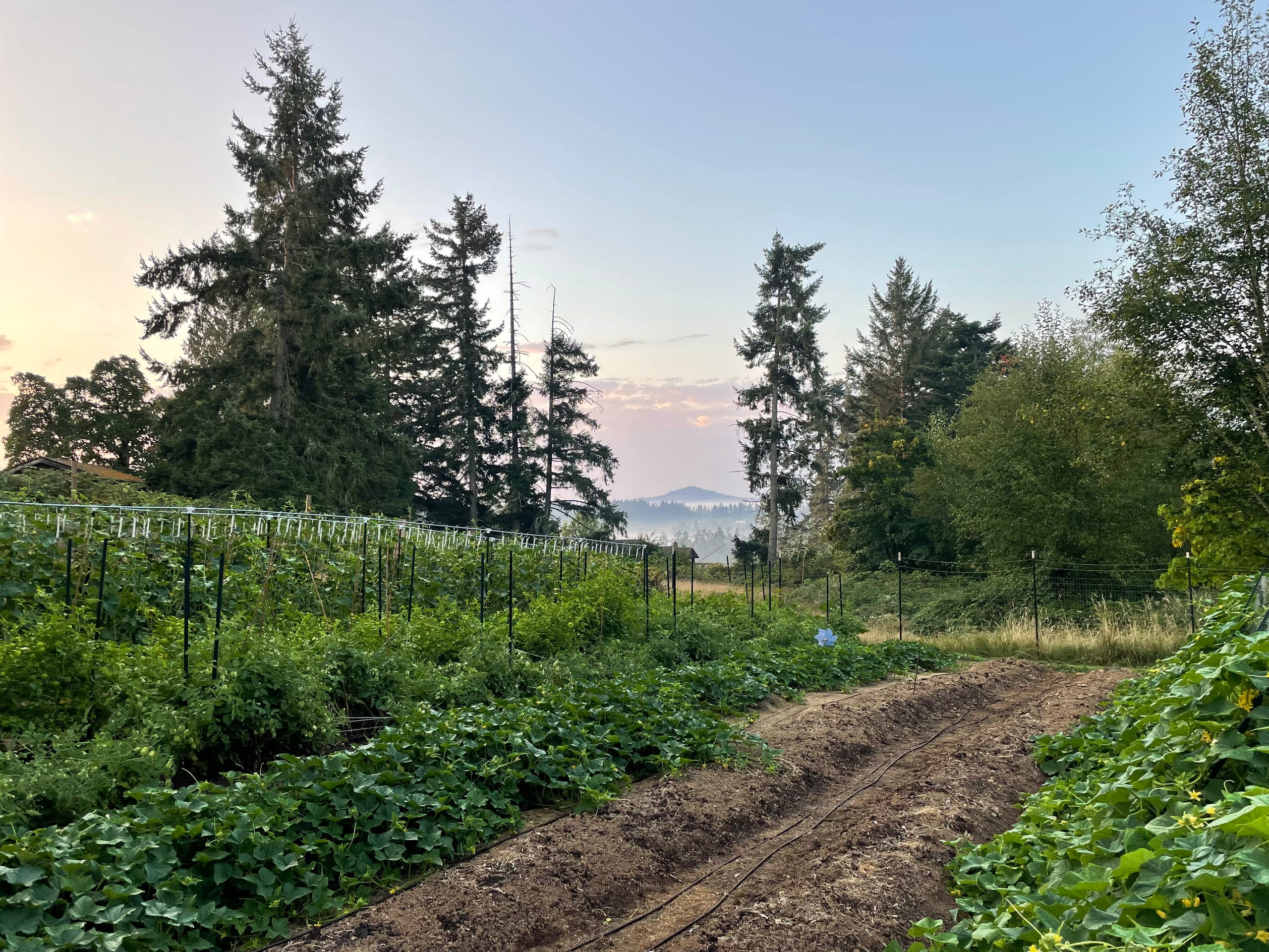 Valley View Farm's garden in the foreground overlooking the foggy Newton Valley with Little Saanich Mountain in the background.