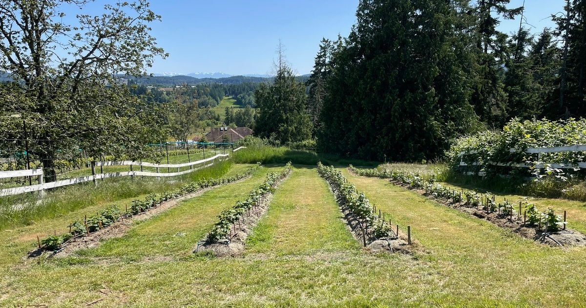 Raspberries are coming to Valley View Farm | Valley View Farm