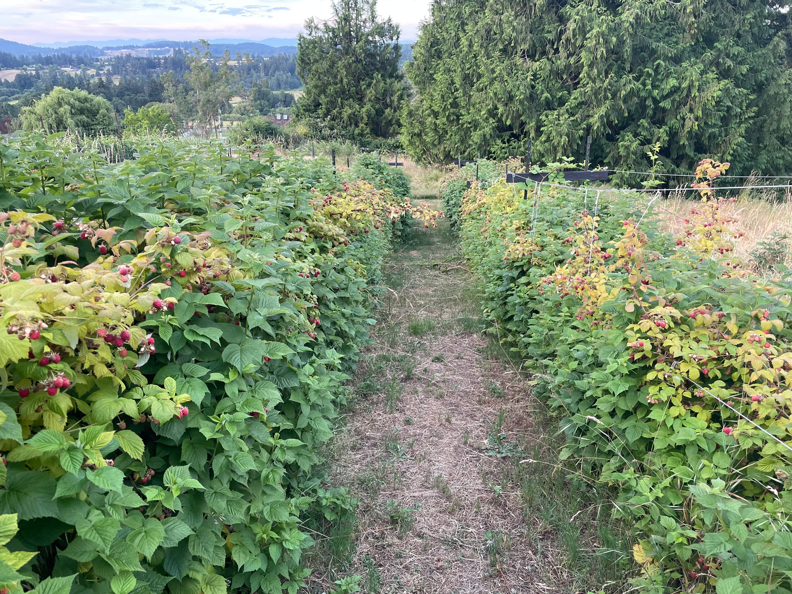 Tulameen raspberry canes heavy with ripe, bright red berries ready to pick at Valley View Farm in Saanichton, BC.