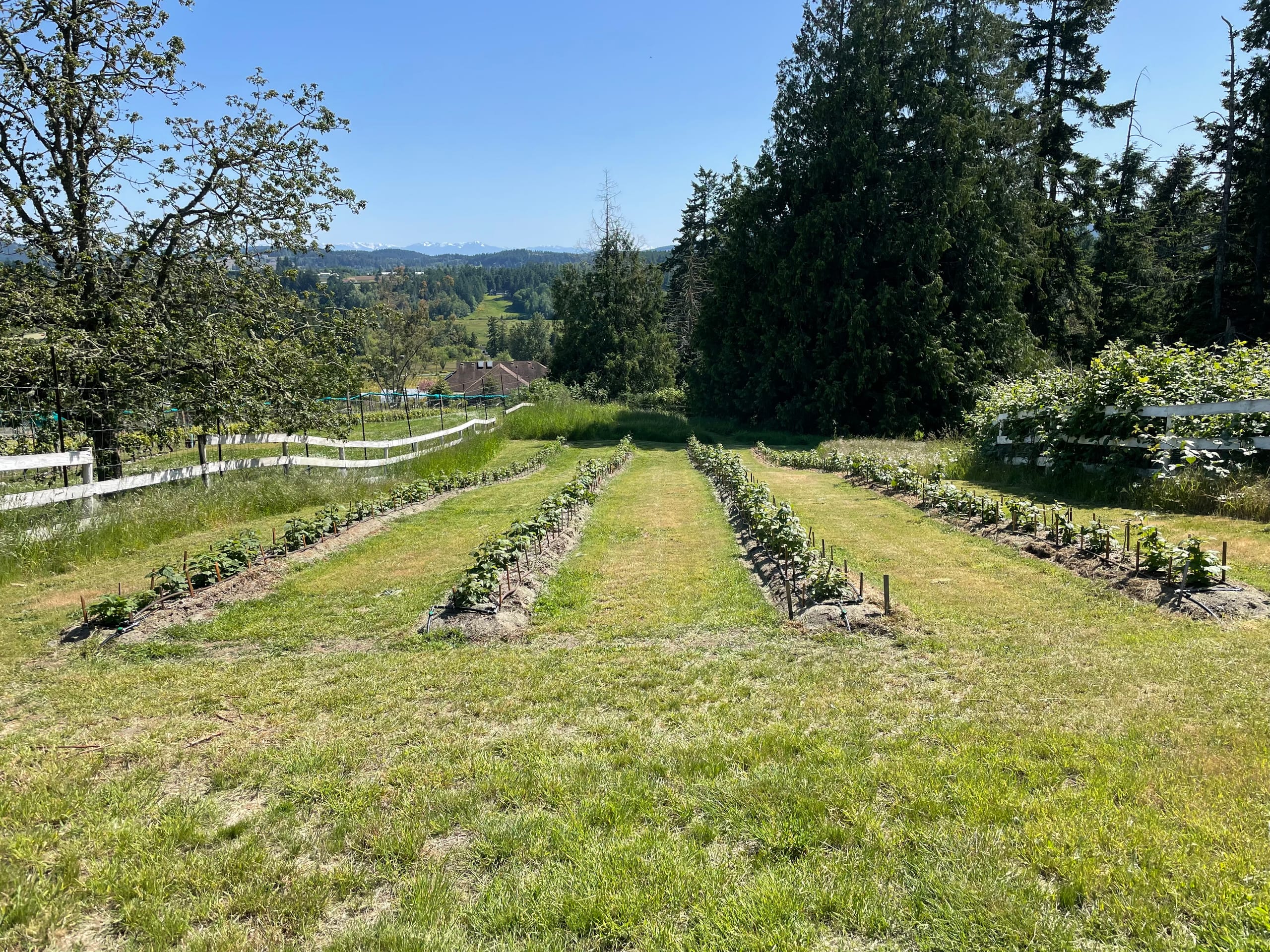 Raspberry primocane shoots emerging from the planted rows.