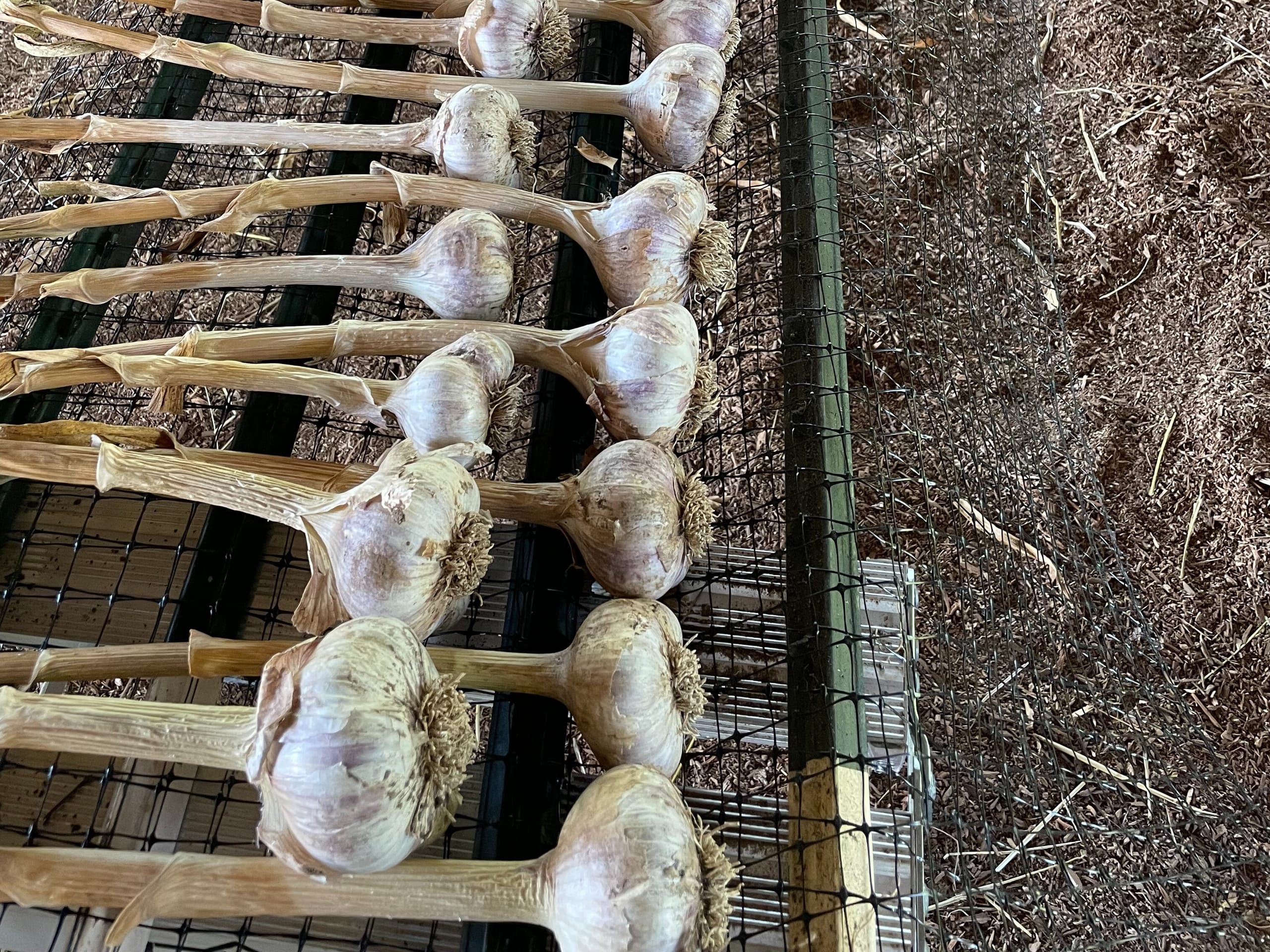 Red Russian garlic designated as seed stock for next year's planting.