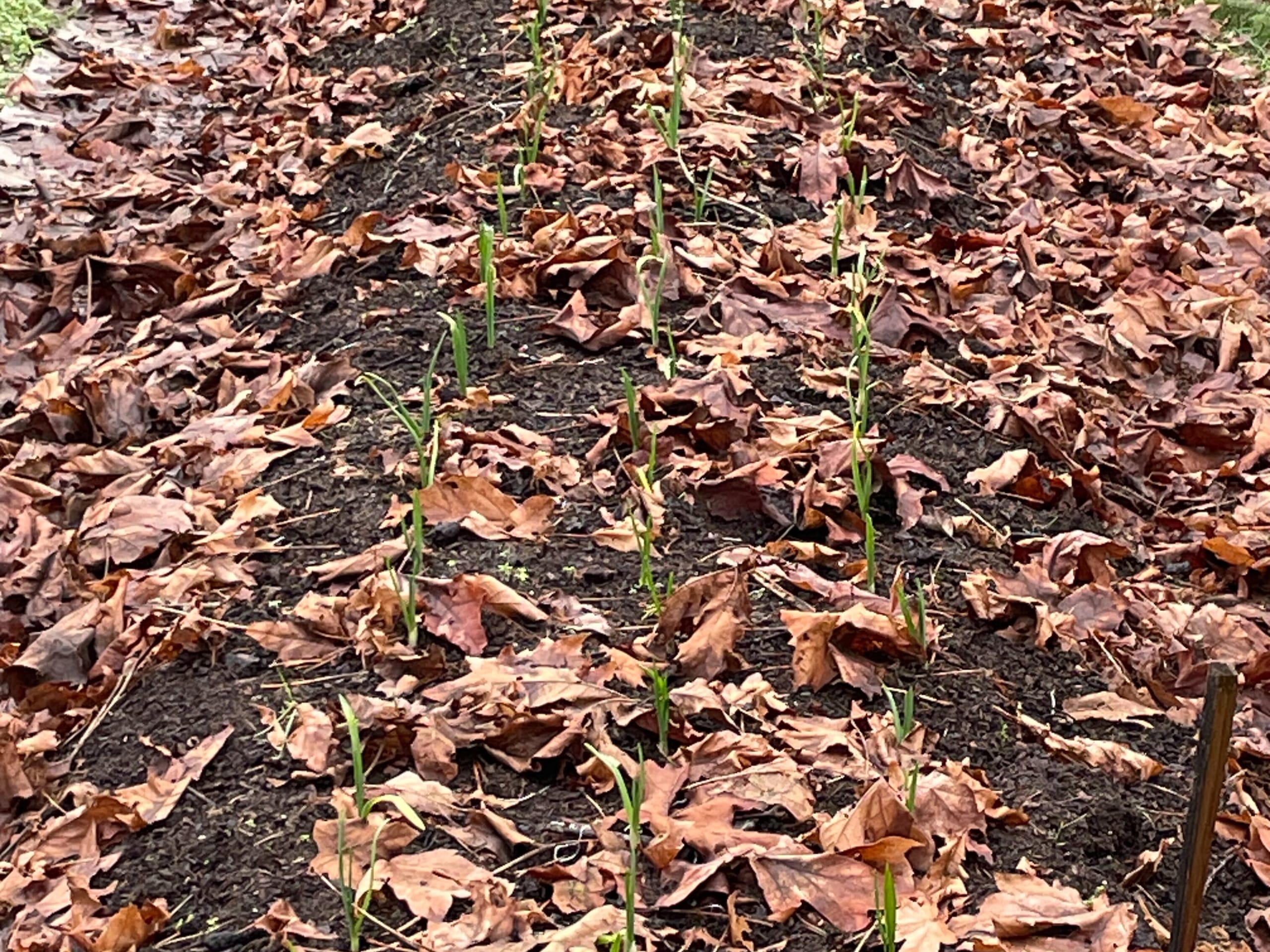 Red Russian garlic poking through the leaf litter mulch in January.