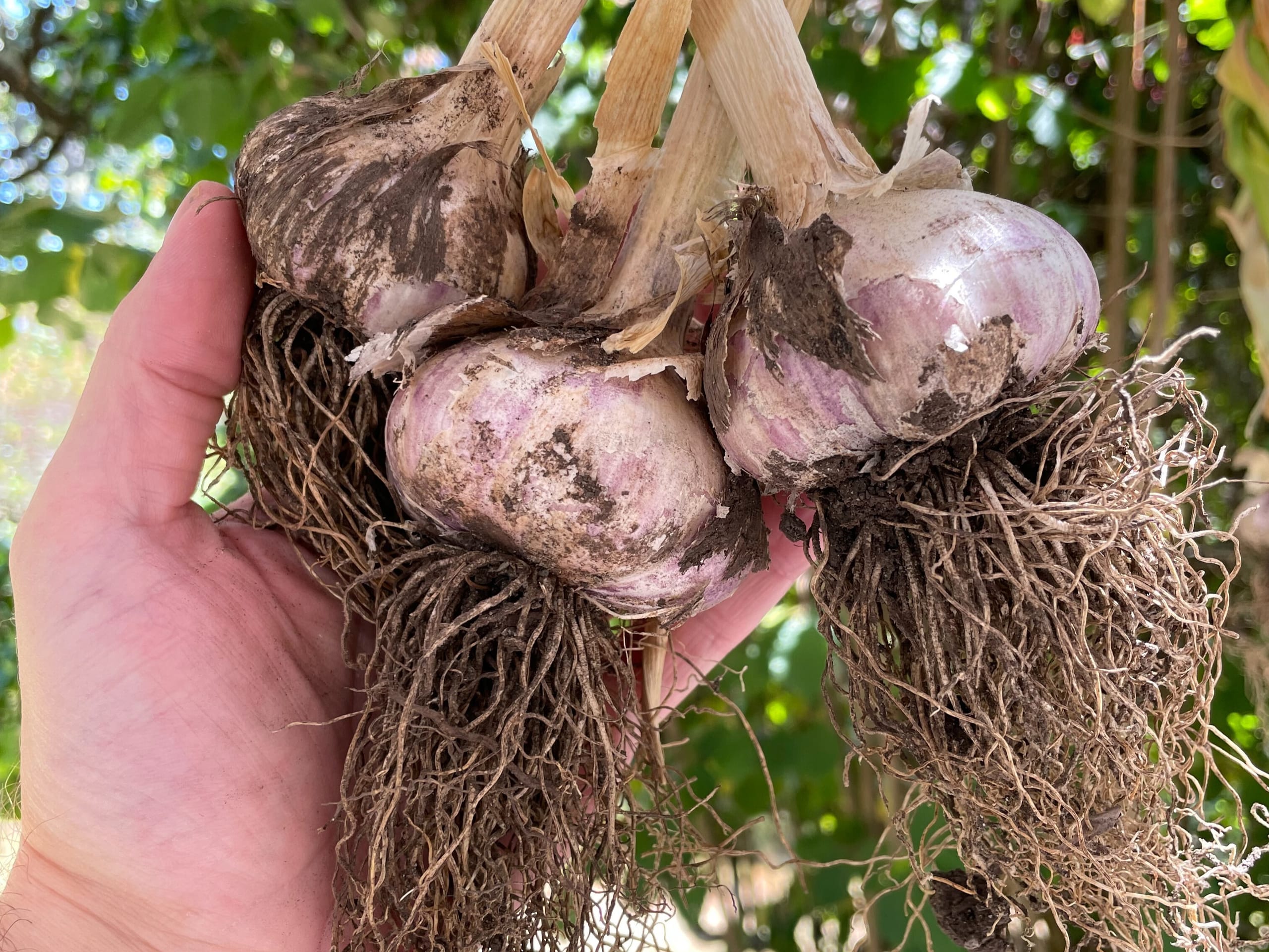 Red Russian garlic hanging to cure.