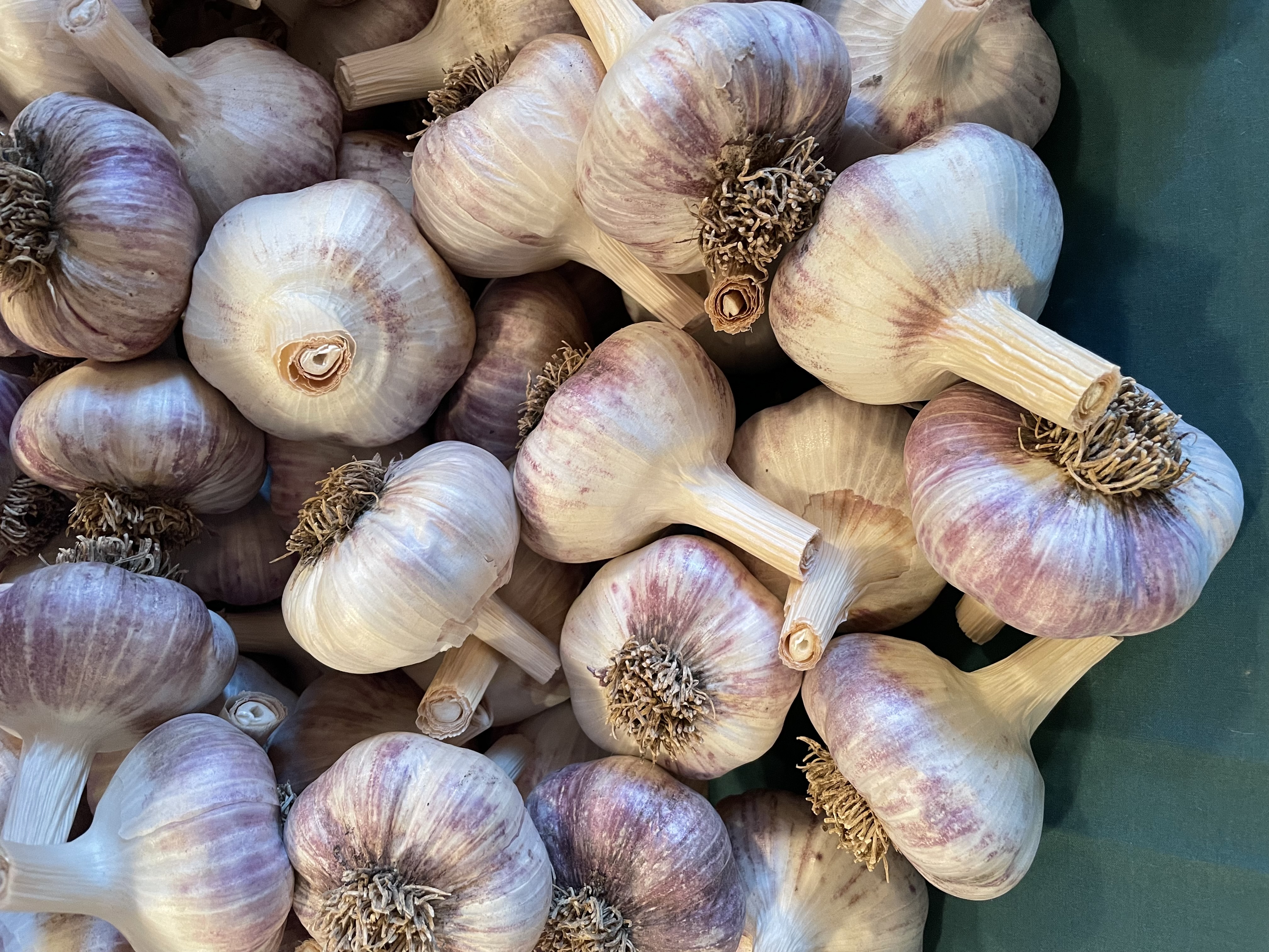 Red Russian Garlic