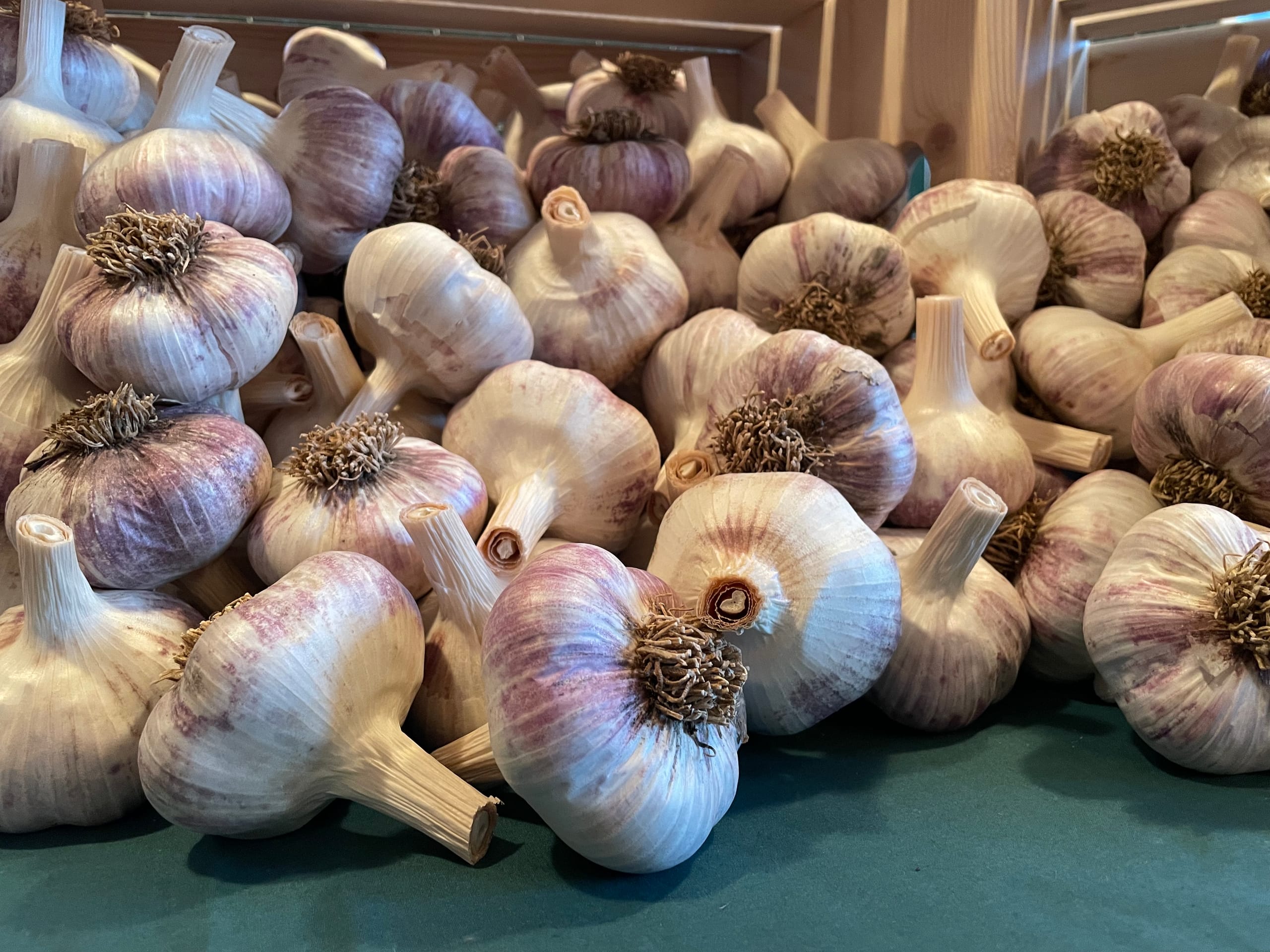 Red Russian seed garlic spilling out of a wooden crate onto a table.