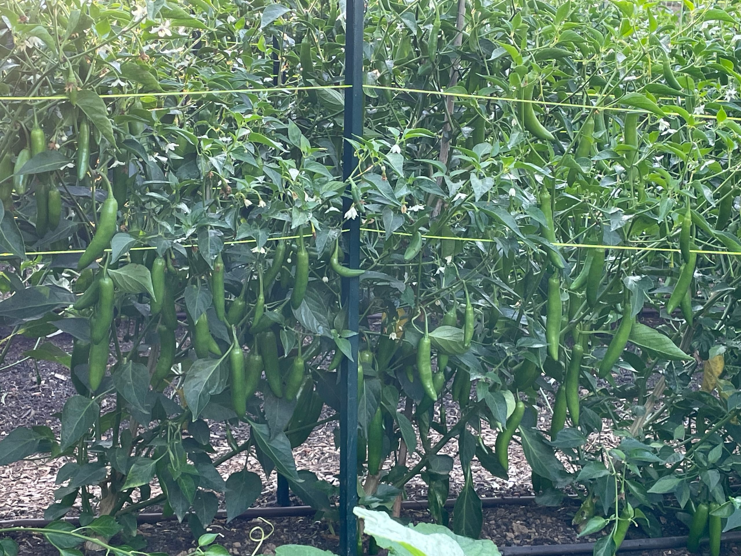 Tall serrano pepper plants supported by trellis twine and hung with dozens of slender green peppers and small white flowers, growing above wood chip mulch and drip irrigation at Valley View Farm in Saanichton, BC.