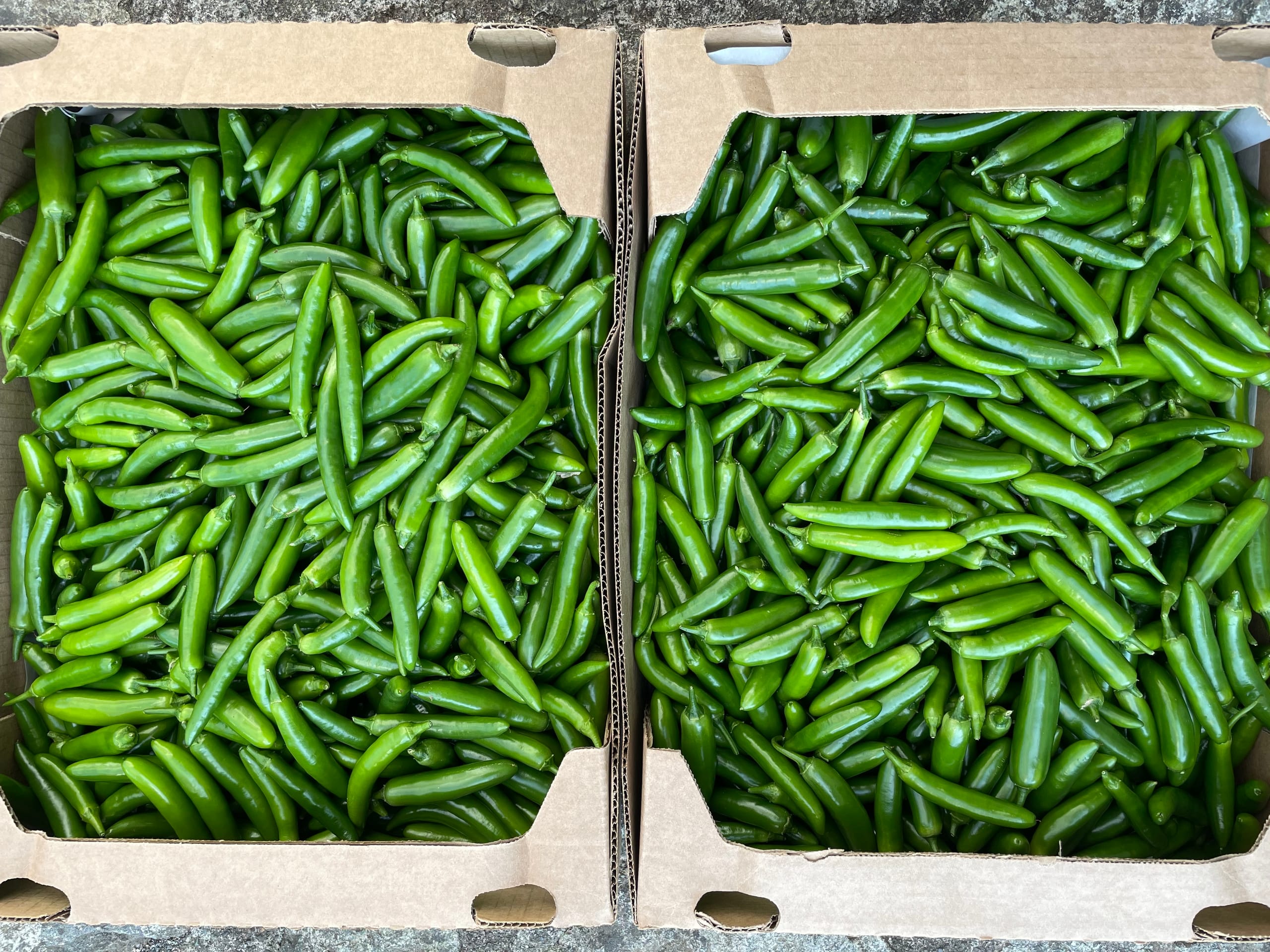 Two cardboard produce boxes side by side, each filled to the brim with freshly picked, glossy green serrano peppers from Valley View Farm.