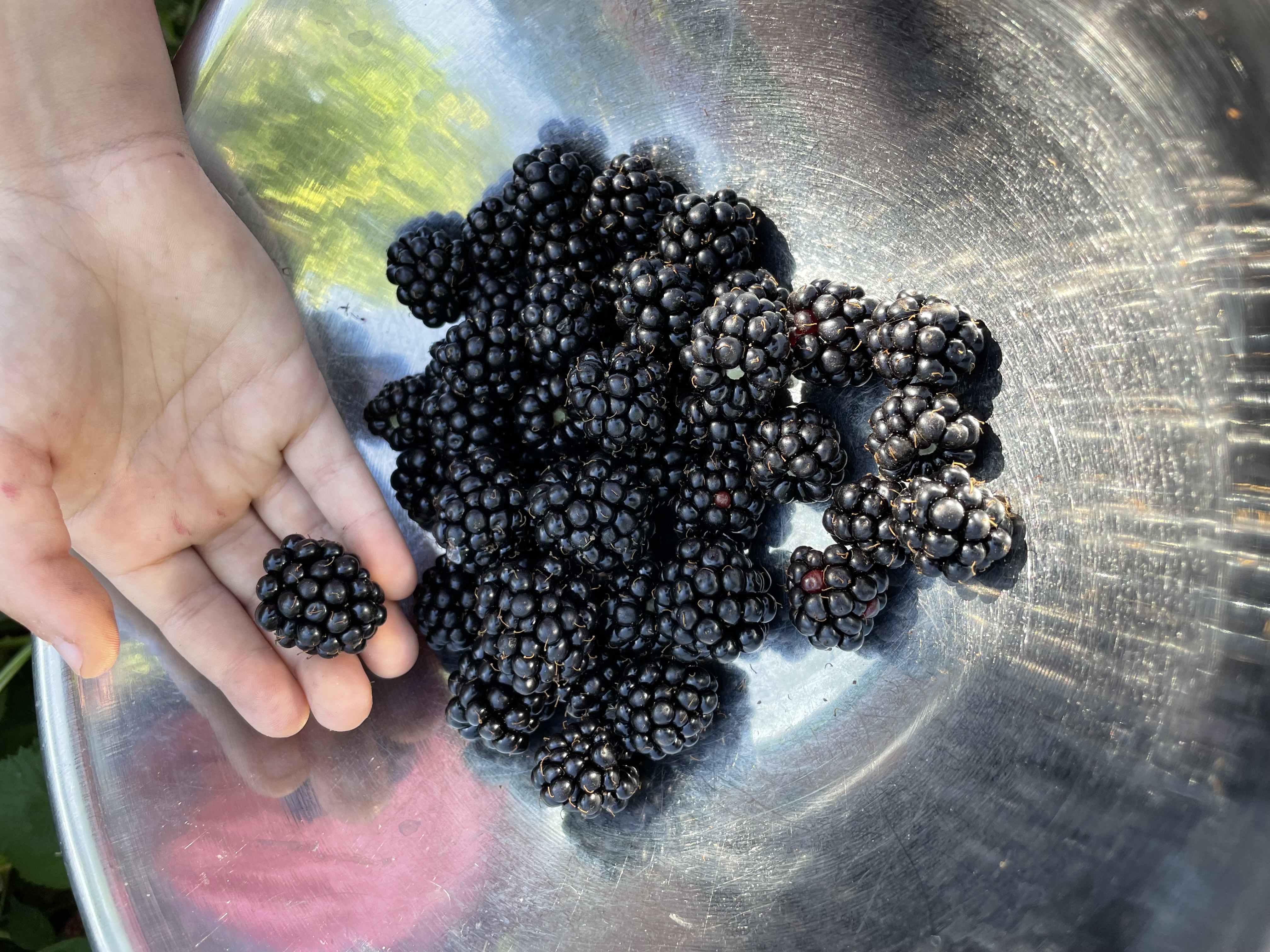 Fresh blackberries 3