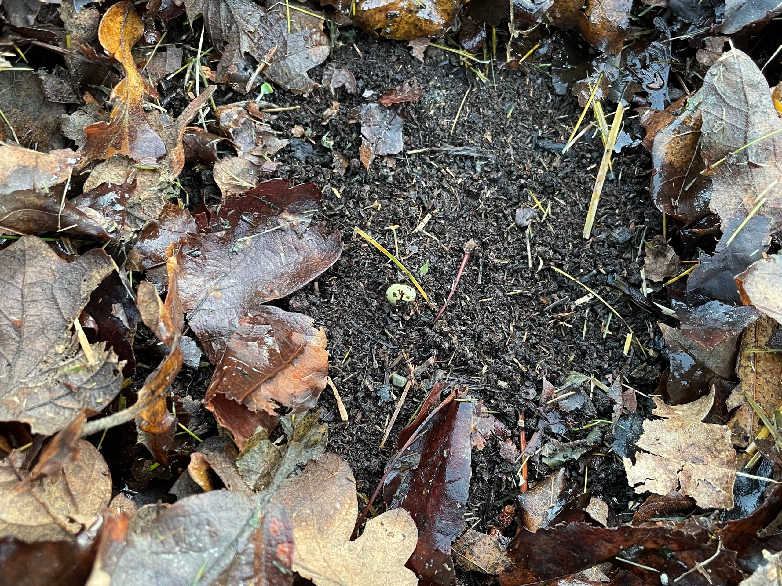 A tiny garlic shoot just beginning to emerge from dark compost, surrounded by wet autumn leaves.